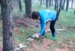 采蘑菇的视频,跟随视频一起采蘑菇之旅